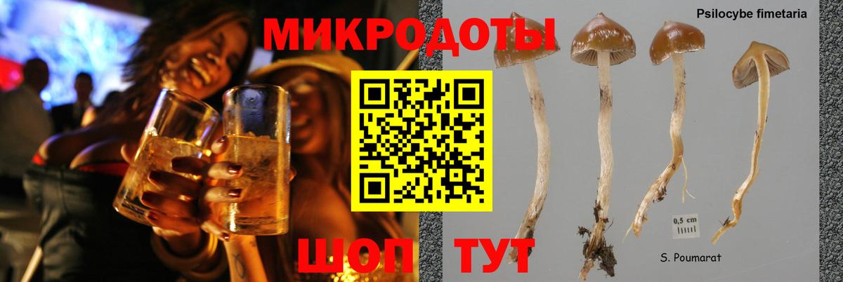 Псилоцибиновые грибы Cubensis Коркино